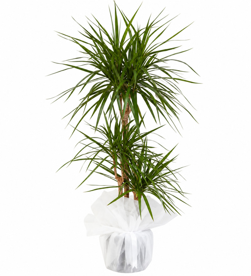3'lü Dracena Marginata Saksı Çiçeği
