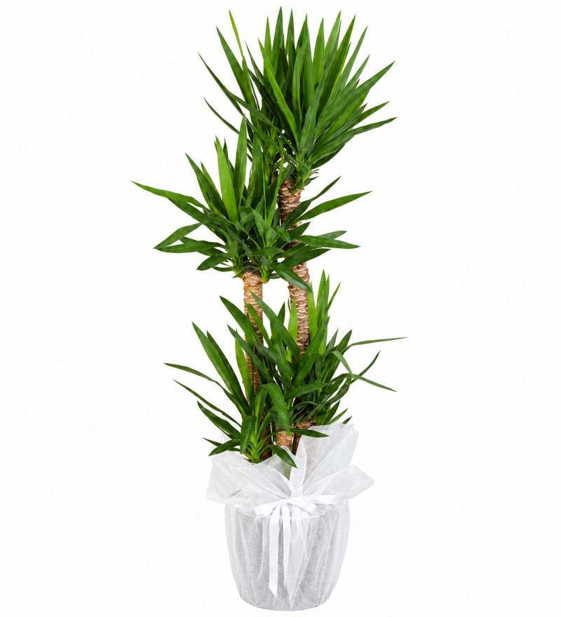 Dörtlü Yucca Saksı Çiçeği